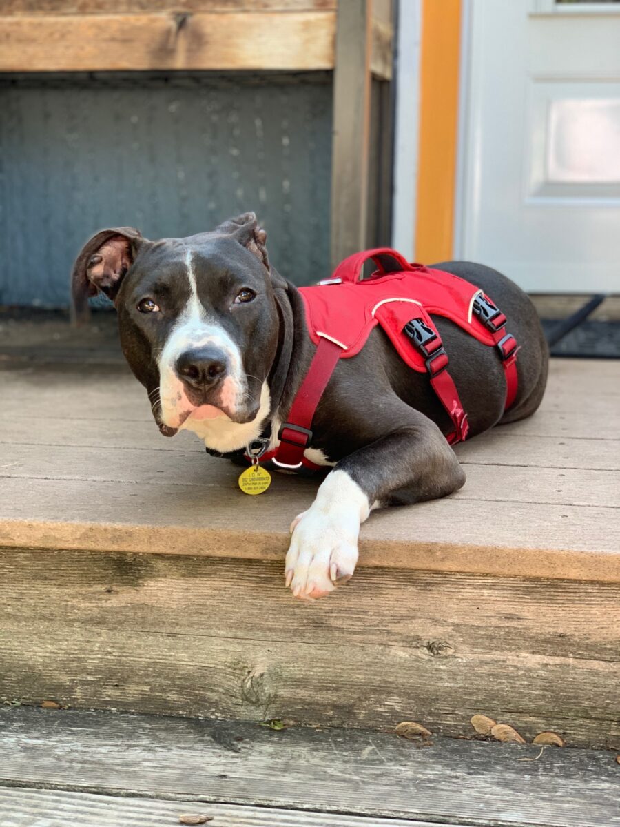 Tripawd Greta the Bull Dog