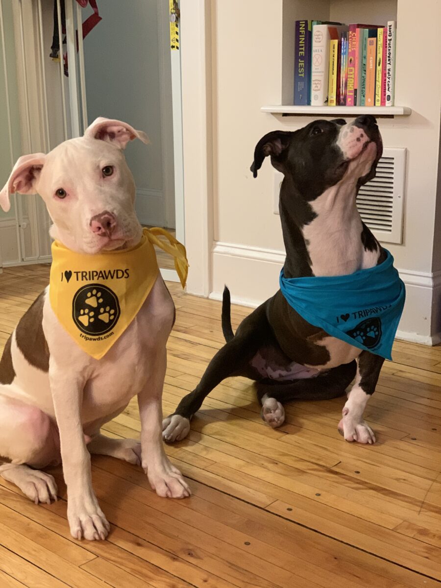 Tripawd Bandanna pride with Greta and Gurgi